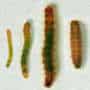 4 Kinds of Turfgrass That Resist Sod Webworms