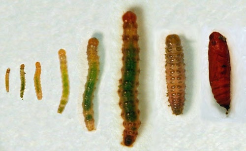 4 Kinds of Turfgrass That Resist Sod Webworms